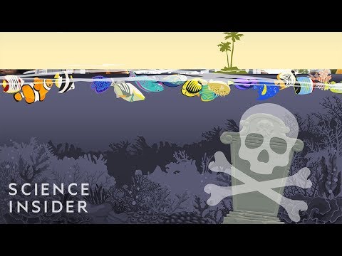 What If All The World’s Coral Reefs Disappeared?