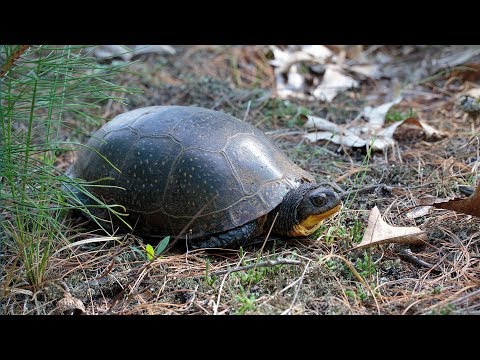 YouTube reptile video
