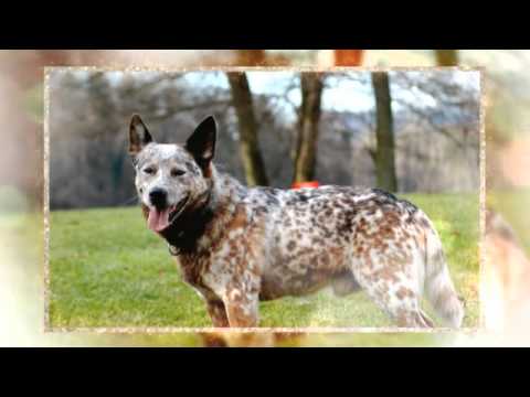 how to train blue heelers