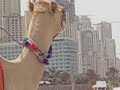 Jumeirah Beach, Dubai