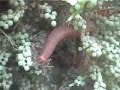 Freshwater Holothurian(?) Freshwater Holothurian(?)