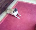 pugi the pug 3