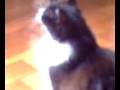 videos de Mi gata imitando a un pajarito