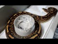 Banana Black Pastel Yellow Belly Ball Python
