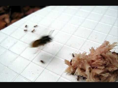 how to get rid of wasps nz