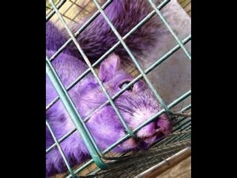 how to be a purple squirrel
