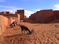 Chinguetti the library of the desert (Mauritania) Chinguetti the library of the desert (Mauritania)