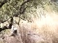antilope