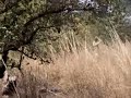 antilope