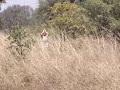 antilope