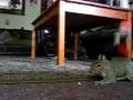 Spike the Squirrel vs Dr seuss