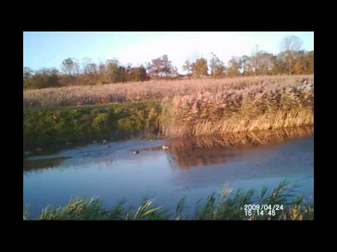 Rippin’ Up Mallards Mayhem Style – Duck Hunting PA