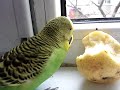 my parakeet likes very much apples..