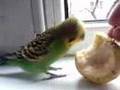 HEY!! Parakeet loves apples