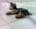 CHARLIE  na balkon?