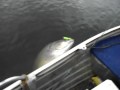 The Big one- Murray Cod