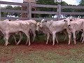 Central Rural - 30 f�meas nelore de 18 a 20 meses