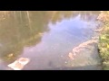 Fracking: Terry Greenwood