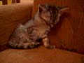 Cutest Animal Video Ever!baby Cat Sleeping-can´t Keep Her Little Sleepy Head Up!!!