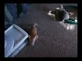Munchkin Kittens at Play