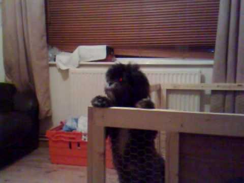how to treat lhasa apso