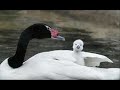 cisnes de valdivia