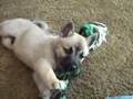 Buhund Noruego video