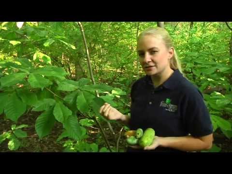 how to transplant pawpaw trees