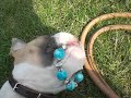 old engelish bulldog puppie