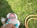 old engelish bulldog puppie