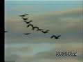 White Mountain Wildlife-Animals of Water Habitat (part one)