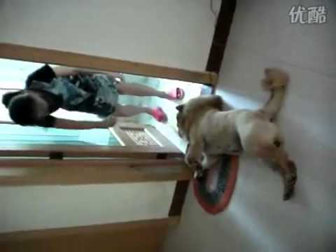 Dog plays dead to avoid bath time