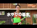 観葉植物の育て方 観葉植物