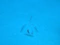Stingray