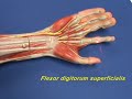 Arm Model - Forearm - Flexors - Part 1