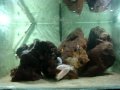 Aquario de ciclideos da loja montado e decorado pela AQUA&VIDEO AQUARIOS E FILMES ORIGINAIS!!!! 