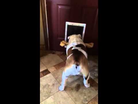 WATCH this bulldog who won't give up...and you'll LOVE!
