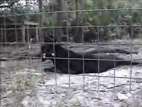 black leopard