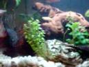 o meu primeiro aquario 60l de agua doce(montado com muito carinho) 