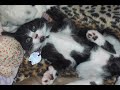 memory-of-joey-the-cat-cascada-what-hurts-the-most.html