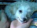 Distemper