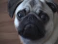 Dramatic Pug