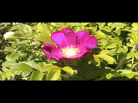 how to fertilize rosa rugosa