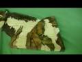 Rushden Woodcarving