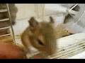 <b>fun</b> <b>animal</b> sport