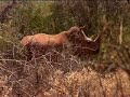 RHINO CHARGES TV CREW