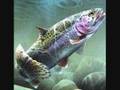 Game fish