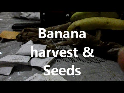how to harvest banana seeds