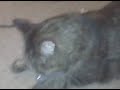 Daisy smoking cat nip