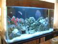 Acuario Atlantida Proyectos para Oficinas y Consultorios